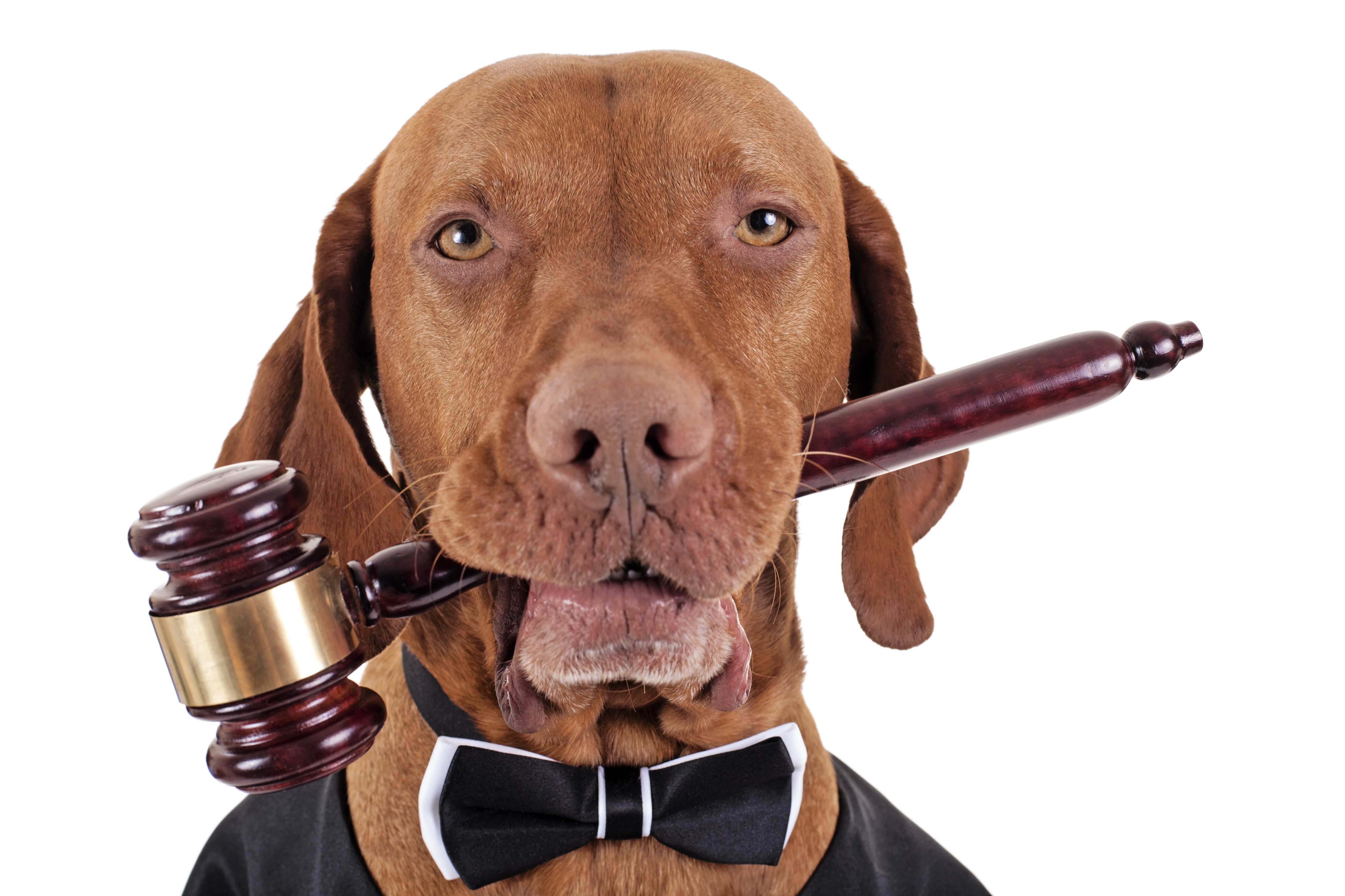 Защита питомца. Собака юрист. Собака судья. Защита прав животных. Международный день прав животных.